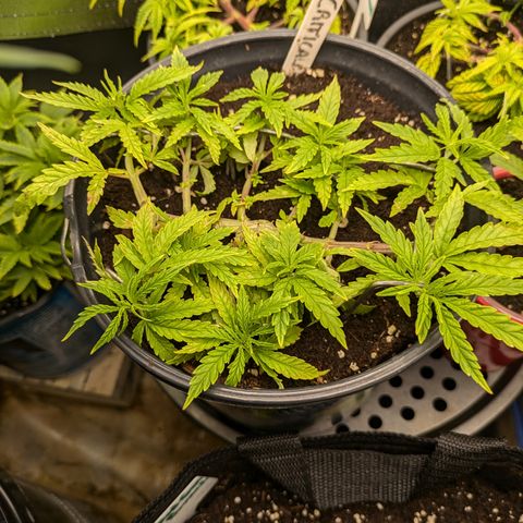 CRITICAL growlog timeline photo