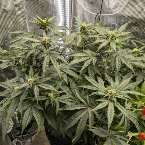 White Widow Hydro growlog timeline photo