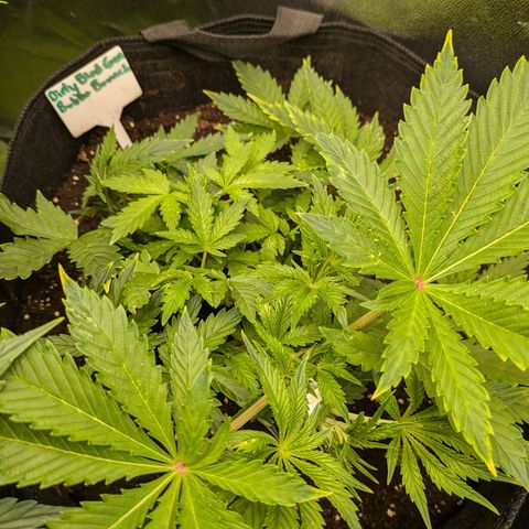 Bubba Brunch  growlog timeline photo