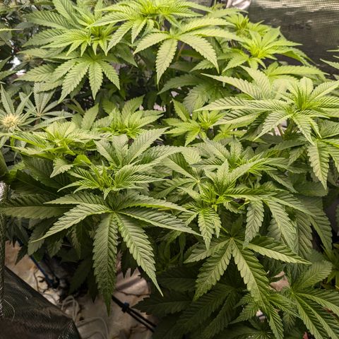 Kush Mintz  growlog timeline photo