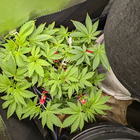 Special Kush growlog timeline photo