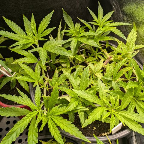 CRITICAL growlog timeline photo
