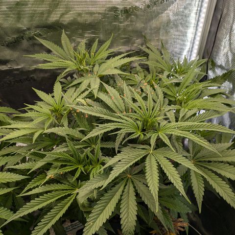 White runtz growlog timeline photo
