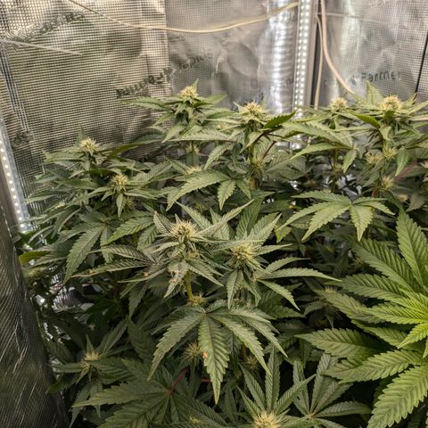 White Widow Hydro growlog timeline photo
