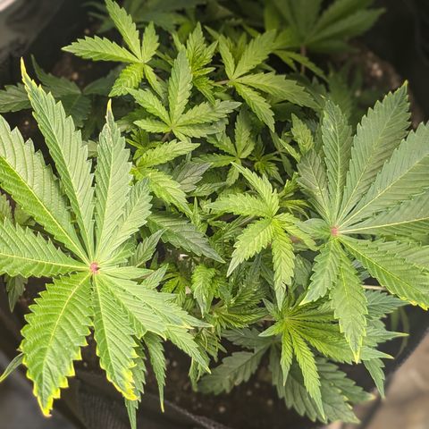 Bubba Brunch  growlog timeline photo
