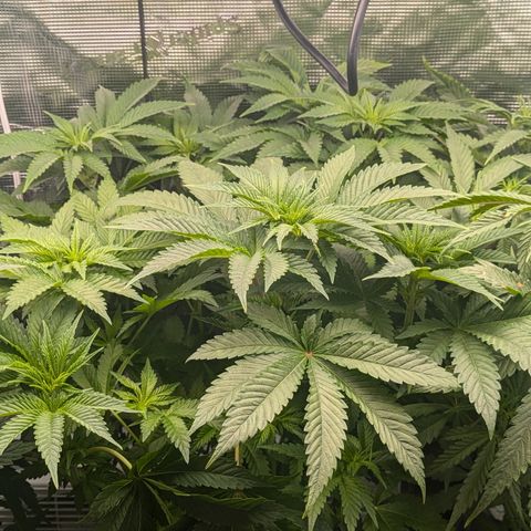 Kush Mintz  growlog timeline photo