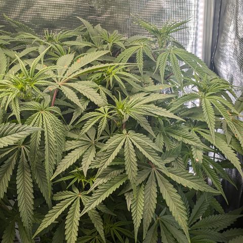 White runtz growlog timeline photo