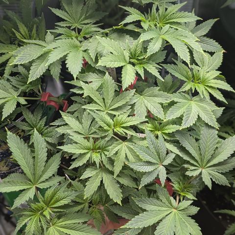 Special Kush growlog timeline photo