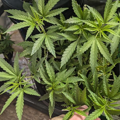 CRITICAL growlog timeline photo