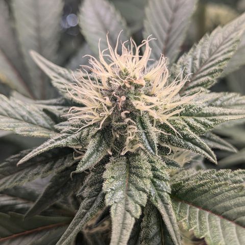 White Widow Hydro growlog timeline photo