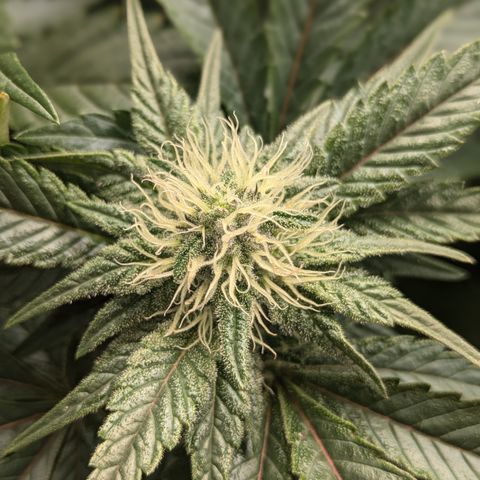 White Widow Hydro growlog timeline photo