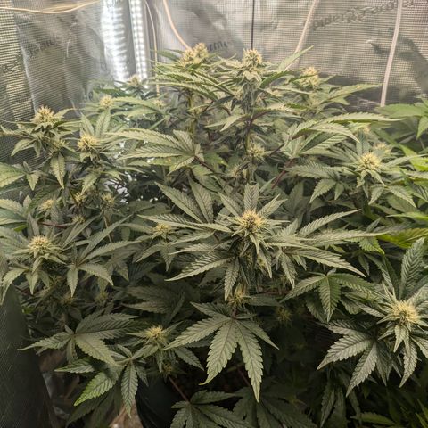 White Widow Hydro growlog timeline photo