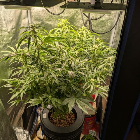 Purple Lemonade Autoflower  growlog timeline photo