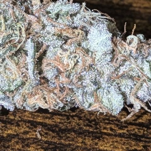 Purple Queen growlog photo: Made cannabis caviar
Royal Queen Seeds Purple Queen  for the nuggies

QWISO made from trim from Purple Queen,Sour Diesel, Northern Lights, Sangria Auto

Kief from same assorted strains