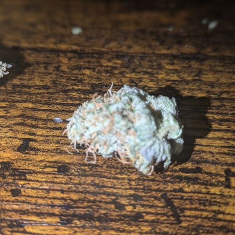 Purple Queen growlog photo: Made cannabis caviar
Royal Queen Seeds Purple Queen  for the nuggies

QWISO made from trim from Purple Queen,Sour Diesel, Northern Lights, Sangria Auto

Kief from same assorted strains