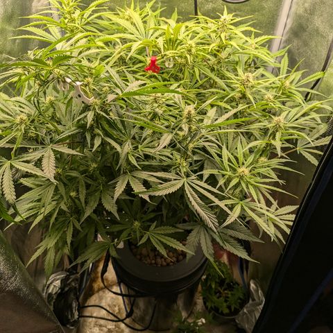 Purple Lemonade Autoflower  growlog timeline photo