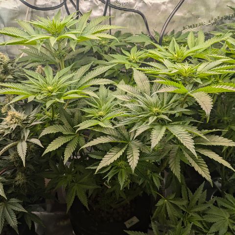 Kush Mintz  growlog timeline photo