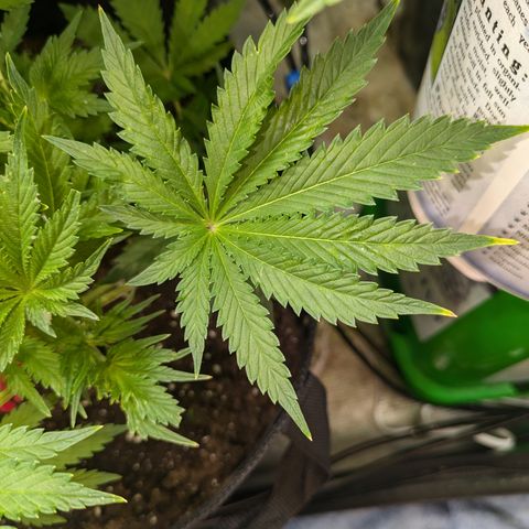 Bubba Brunch  growlog timeline photo
