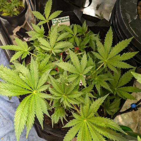 Bubba Brunch  growlog timeline photo