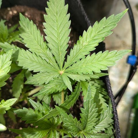 Bubba Brunch  growlog timeline photo