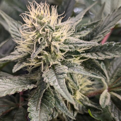 White Widow Hydro growlog timeline photo