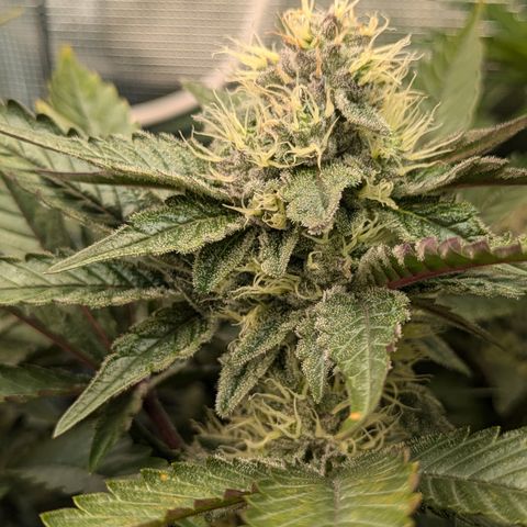White Widow Hydro growlog timeline photo