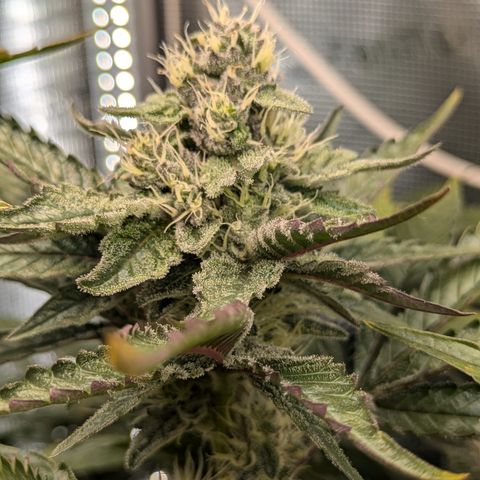 White Widow Hydro growlog timeline photo