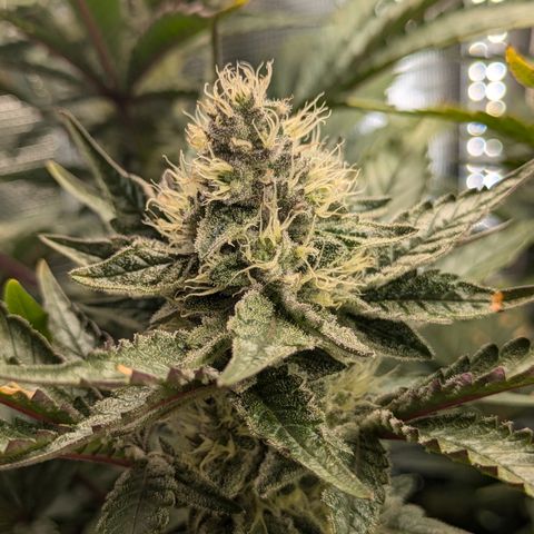 White Widow Hydro growlog timeline photo