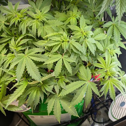 Special Kush growlog timeline photo