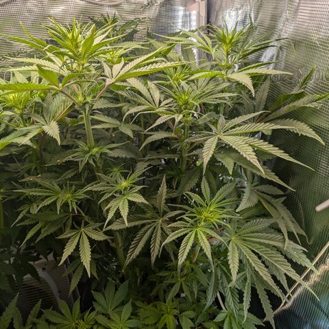 White runtz growlog timeline photo