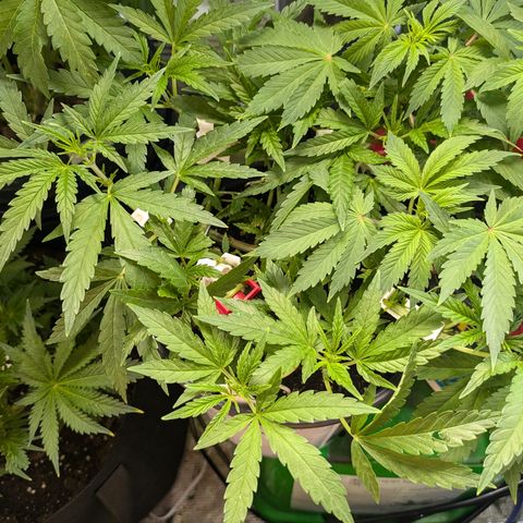 CRITICAL growlog timeline photo