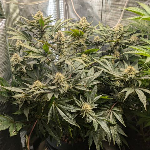 White Widow Hydro growlog timeline photo