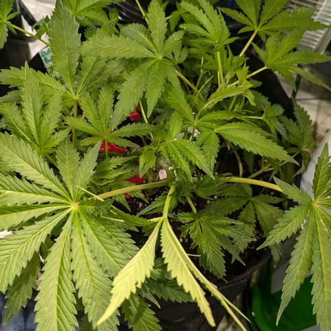 Bubba Brunch  growlog timeline photo