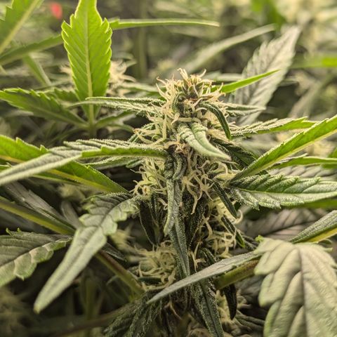 Purple Lemonade Autoflower  growlog timeline photo