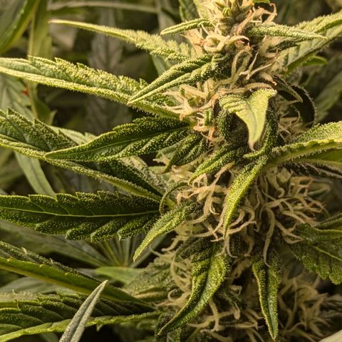 Purple Lemonade Autoflower  growlog timeline photo