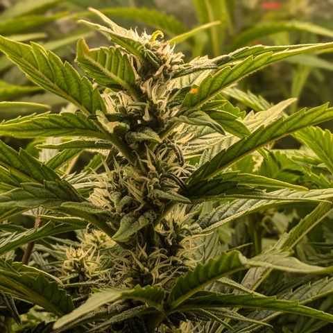 Purple Lemonade Autoflower  growlog timeline photo