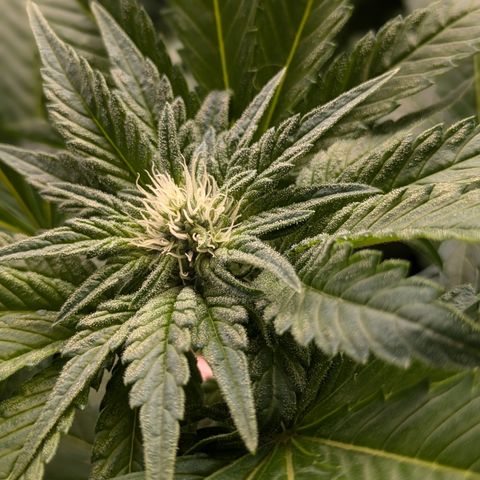Kush Mintz  growlog timeline photo