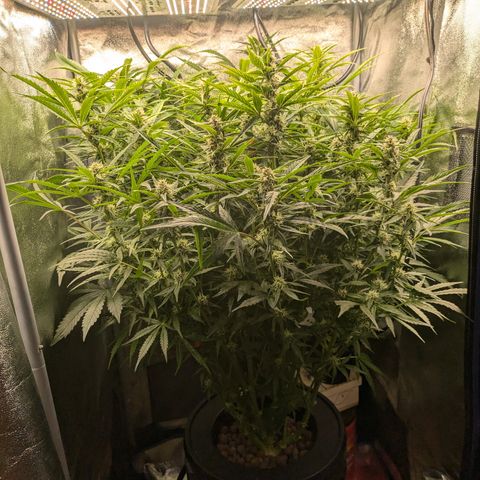 Purple Lemonade Autoflower  growlog timeline photo