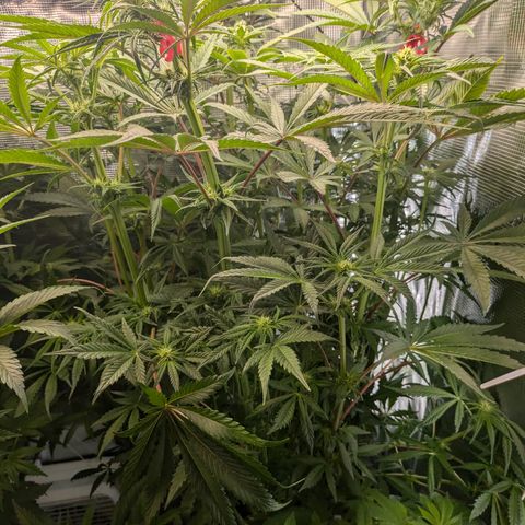 White runtz growlog timeline photo