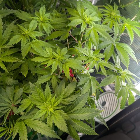 Special Kush growlog timeline photo