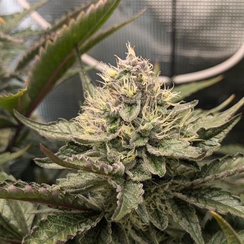 White Widow Hydro growlog timeline photo