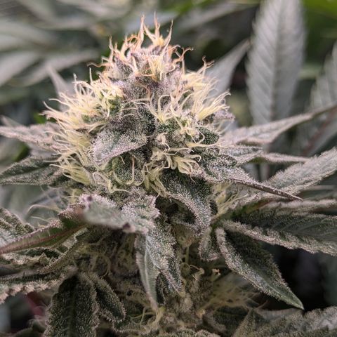 White Widow Hydro growlog timeline photo