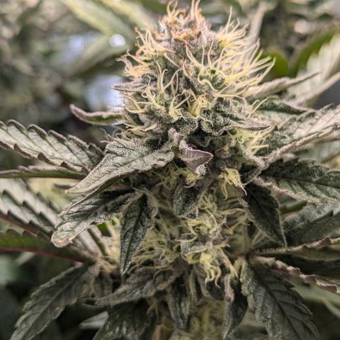 White Widow Hydro growlog timeline photo
