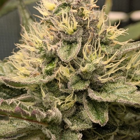 White Widow Hydro growlog timeline photo