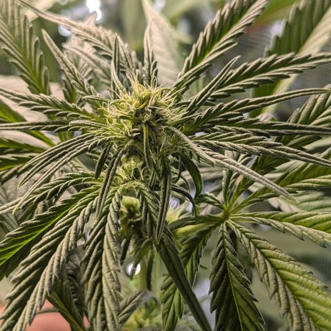 White runtz growlog timeline photo