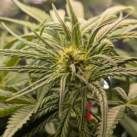White runtz growlog timeline photo
