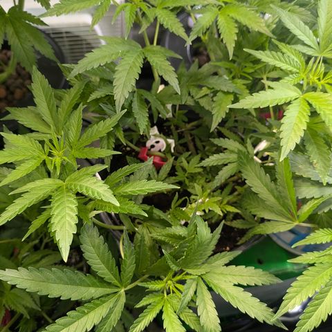 CRITICAL growlog timeline photo