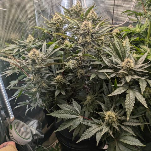White Widow Hydro growlog timeline photo