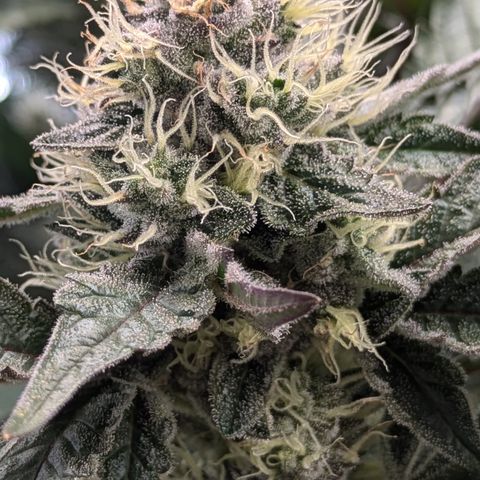White Widow Hydro growlog timeline photo