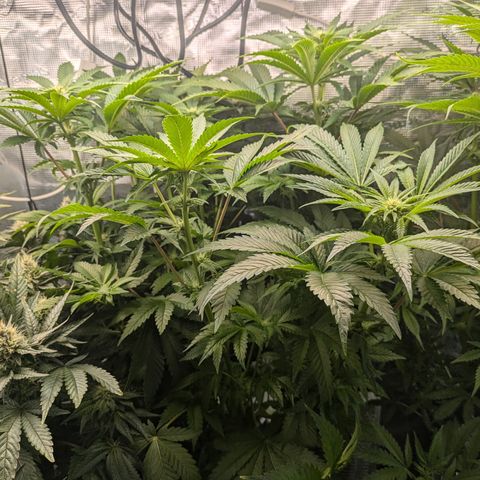 Kush Mintz  growlog timeline photo